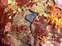 DSC05167 - Murene & crevettes~